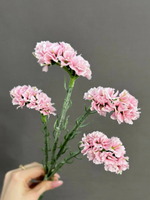 Статица розовая (h64 см)