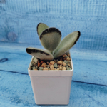 Kalanchoe Tomentosa Hybride (Каланхоэ)