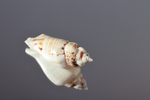 Ракушка Стромбус гиббосус (Gibberulus gibbosus)
