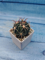 Ferocactus Latispinus (Ферокактус)