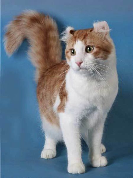 Американский керл (Американский курл) Американский керл (Американский курл)