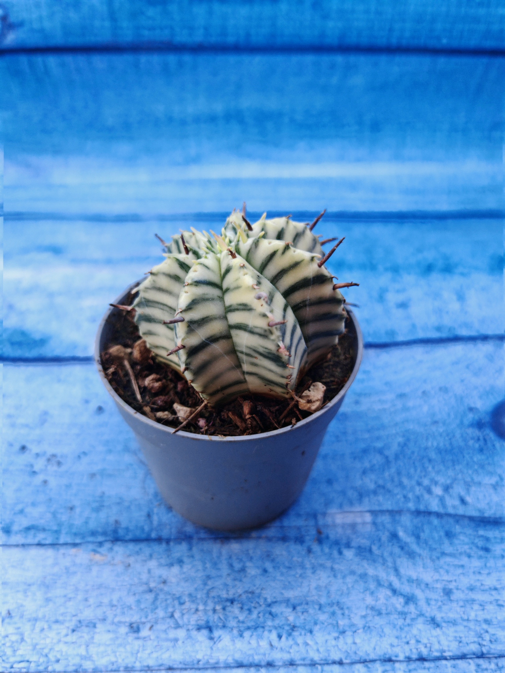 Euphorbia meloformis f. Variegated (Эуфорбия вариегатная)
