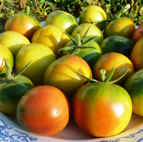 Помидоры Cerise Verte - Французские Зелёные Черри