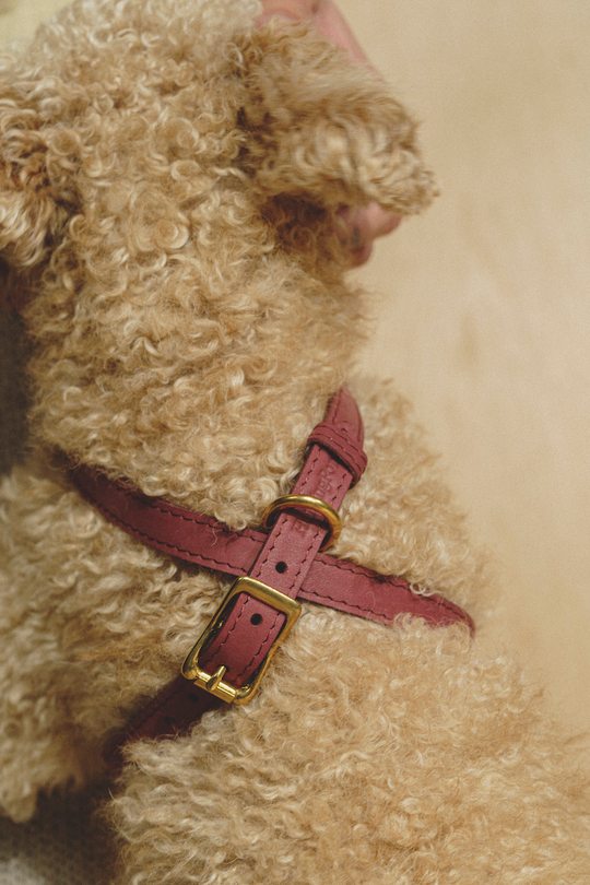 Цельнокожаная шлейка Винный