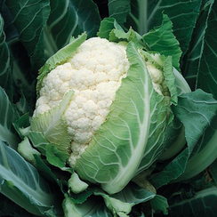 БРЮС F1 семена капусты цветной (Syngenta | Alexagro)
