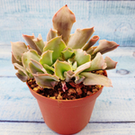 Echeveria Trumpet Pinky (Эхеверия)