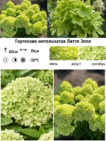 Литтл Эппл гортензия метельчатая