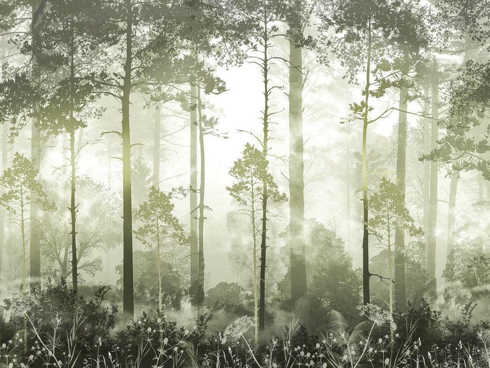 Туманные сосны