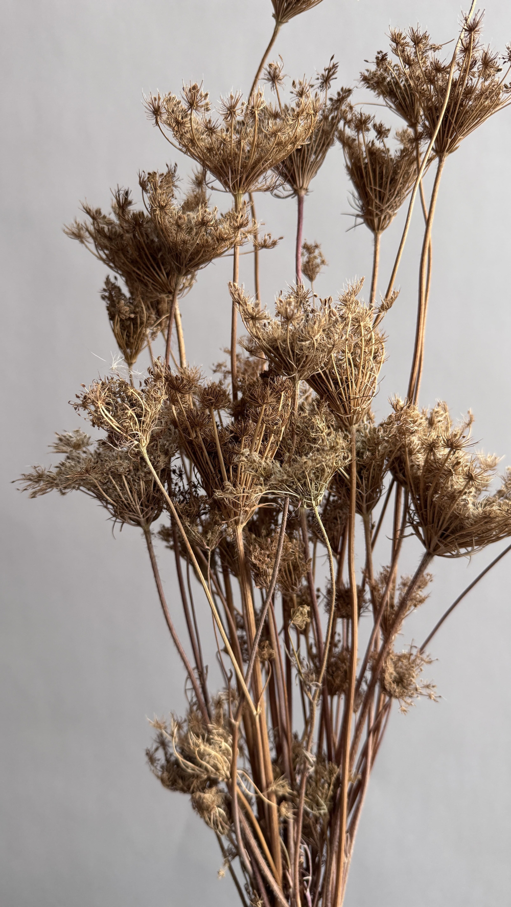 Фенхель натуральный