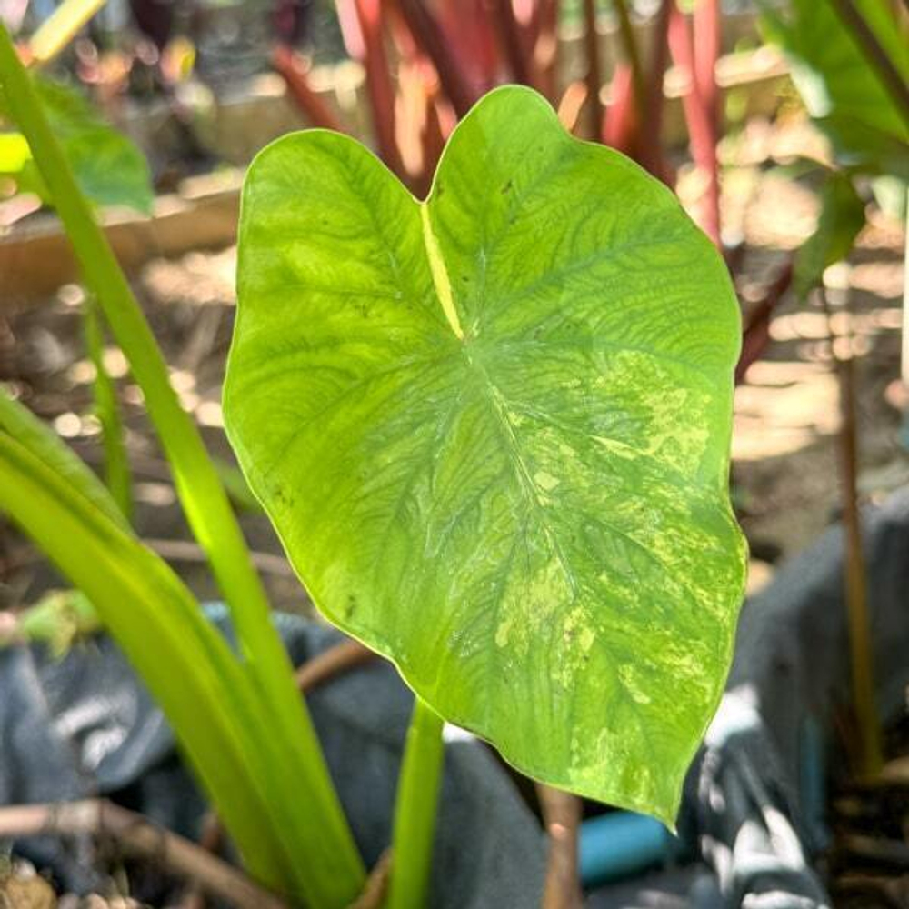 Колоказия WANG THONG