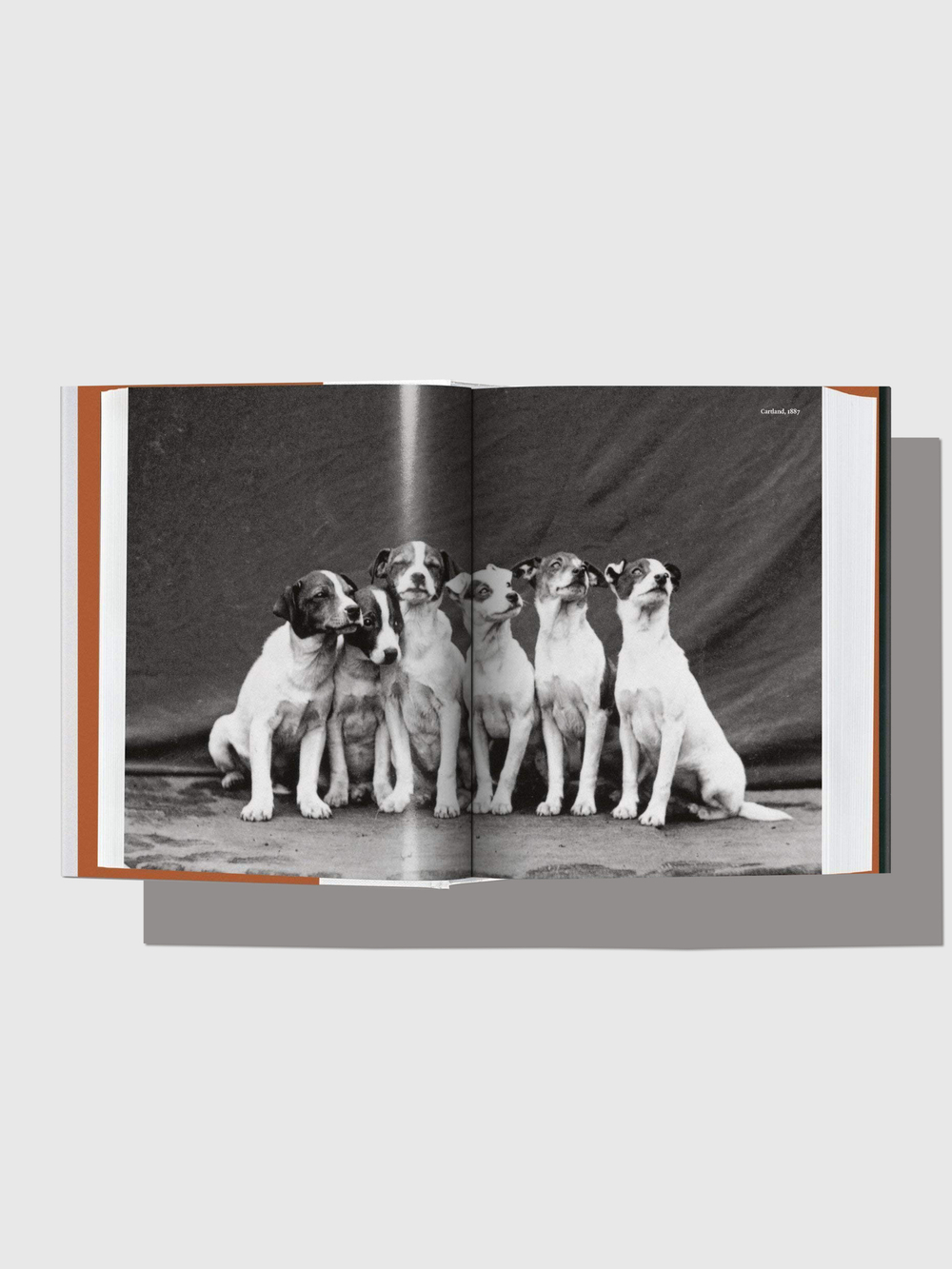 Книга The Dog In Photography 1839-Today (Biblioteca Universalis) (Taschen)