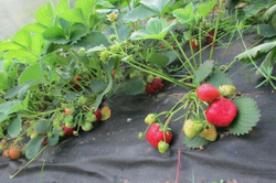 Укрывной материал.PRIVAL  (АгроСпанбонд СУФ -60г/м2  черный,1,6х10м)