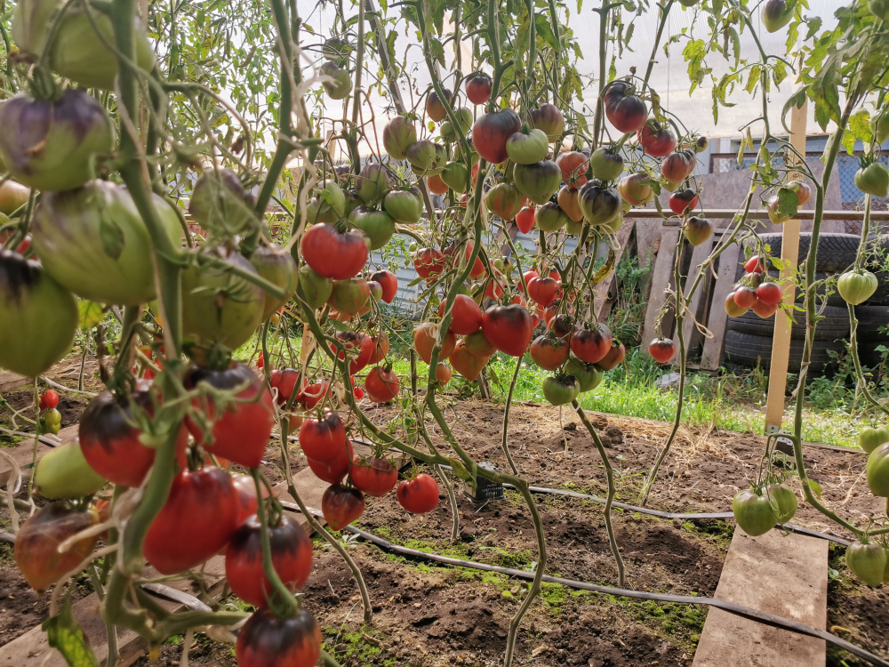 Помидоры Sgt Pepper's - Одинокие Сердца Сержанта Пеппера
