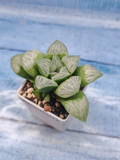 Haworthia Mutica Bykua (Хавортия)