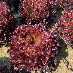 Аудекс семена салата саланова (Rijk Zwaan / Райк Цваан)