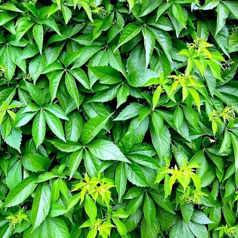 Виноград девичий murorum