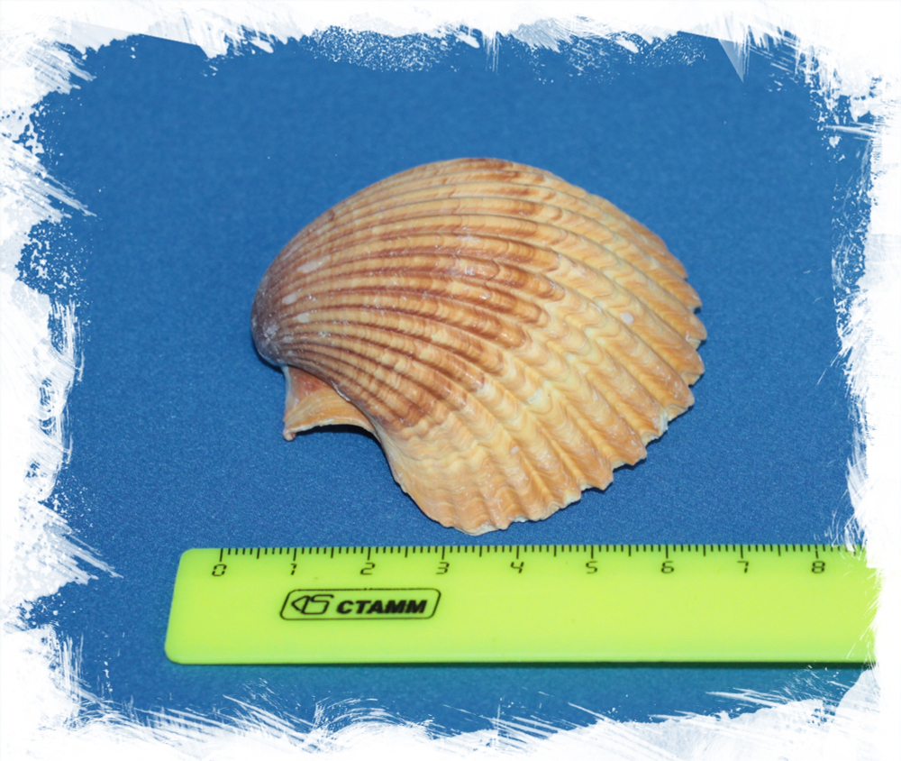 Пектен Вогдеси (выпуклая створка), 5-7см, 1шт