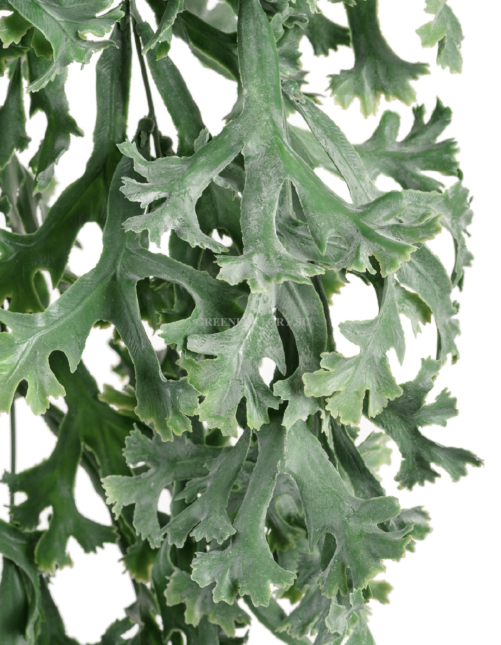 Стегхорн Хилии (Оленьи рога) куст ампельный