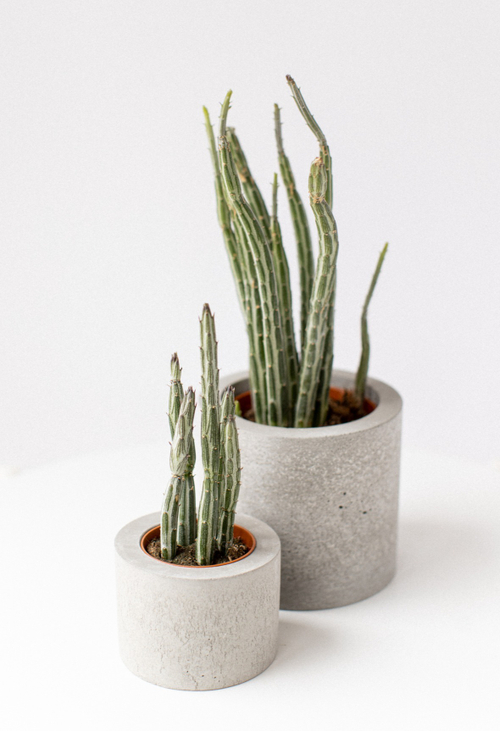 Сенецио Стапелиформис