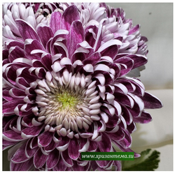 Glbert leigh purple ☘ о.74 (нет в наличии)