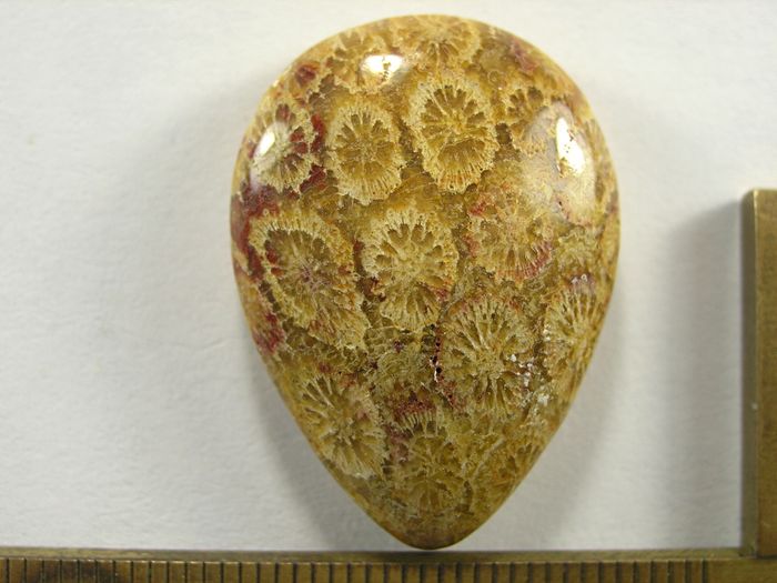 Кабошон коралла окаменелого, капля, 30x22x7 мм (2)