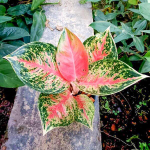 Аглаонема JANNIE PINK