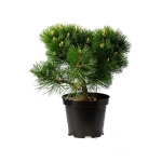 Сосна черная Молет С5 20-30