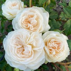 Пьюрити (Purity)