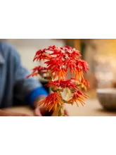 Конструктор Botanical Collection 10348 Японский красный клен