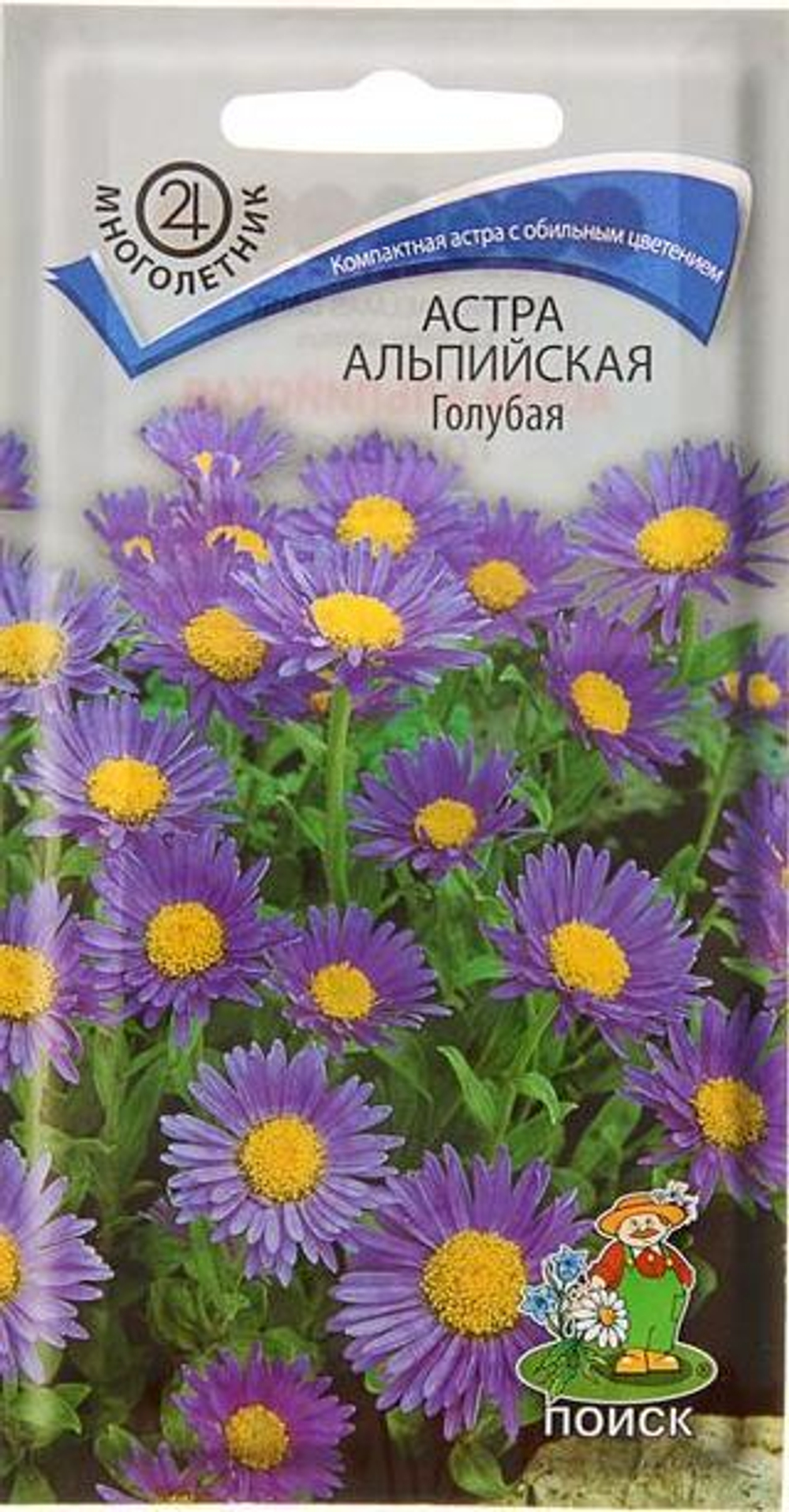 astra_alpiyskaya_golubaya_v_sortovye_semena