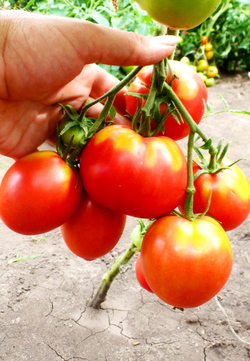 Помидоры Anna Russian — Анна