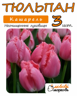 Тюльпан Луковица, Кашарель, 3+ шт