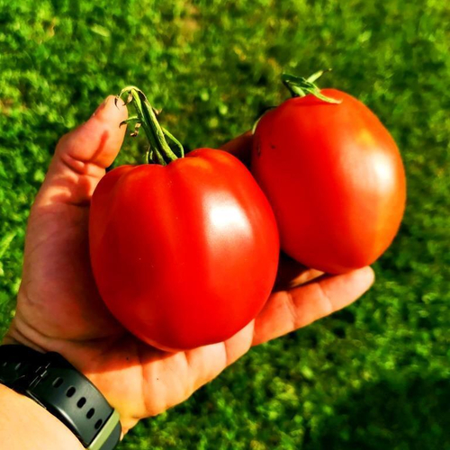 Помидоры Красавица Жигонда из Винодельни Жонкуа - Gigondas Belle Du Joncuas Tomato