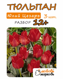 Тюльпан Луковица, Юлий Цезарь 3 шт, разбор 12+ (Любовь Морковь)