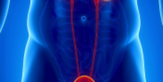 Почки, мочевой пузырь