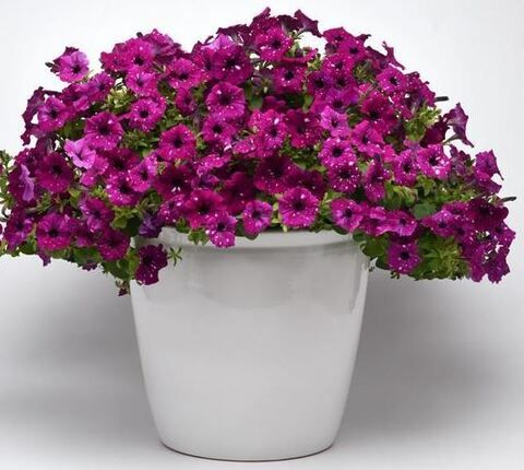 Петуния Electric Purple Sky