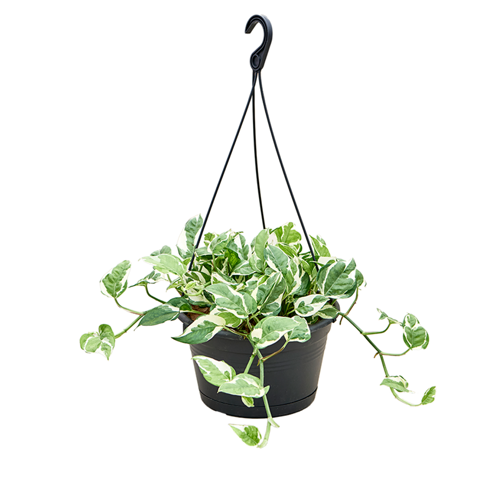 Эпипремнум N'Joy