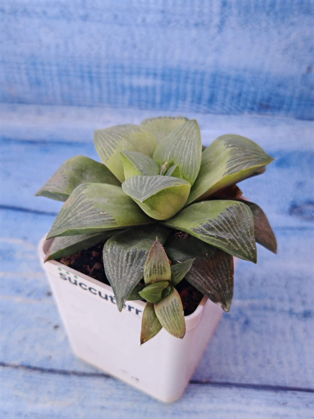 Haworthia Retusa Geraldii (Хавортия)