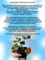 Пеларгония Медио Дарк ред плющелистная ампельная