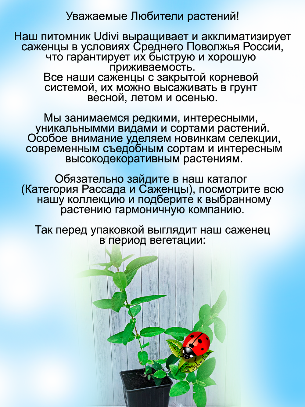 Жимолость Сильгинка съедобная