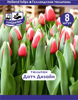 Тюльпан Луковица, Датч Дизайн, 8шт