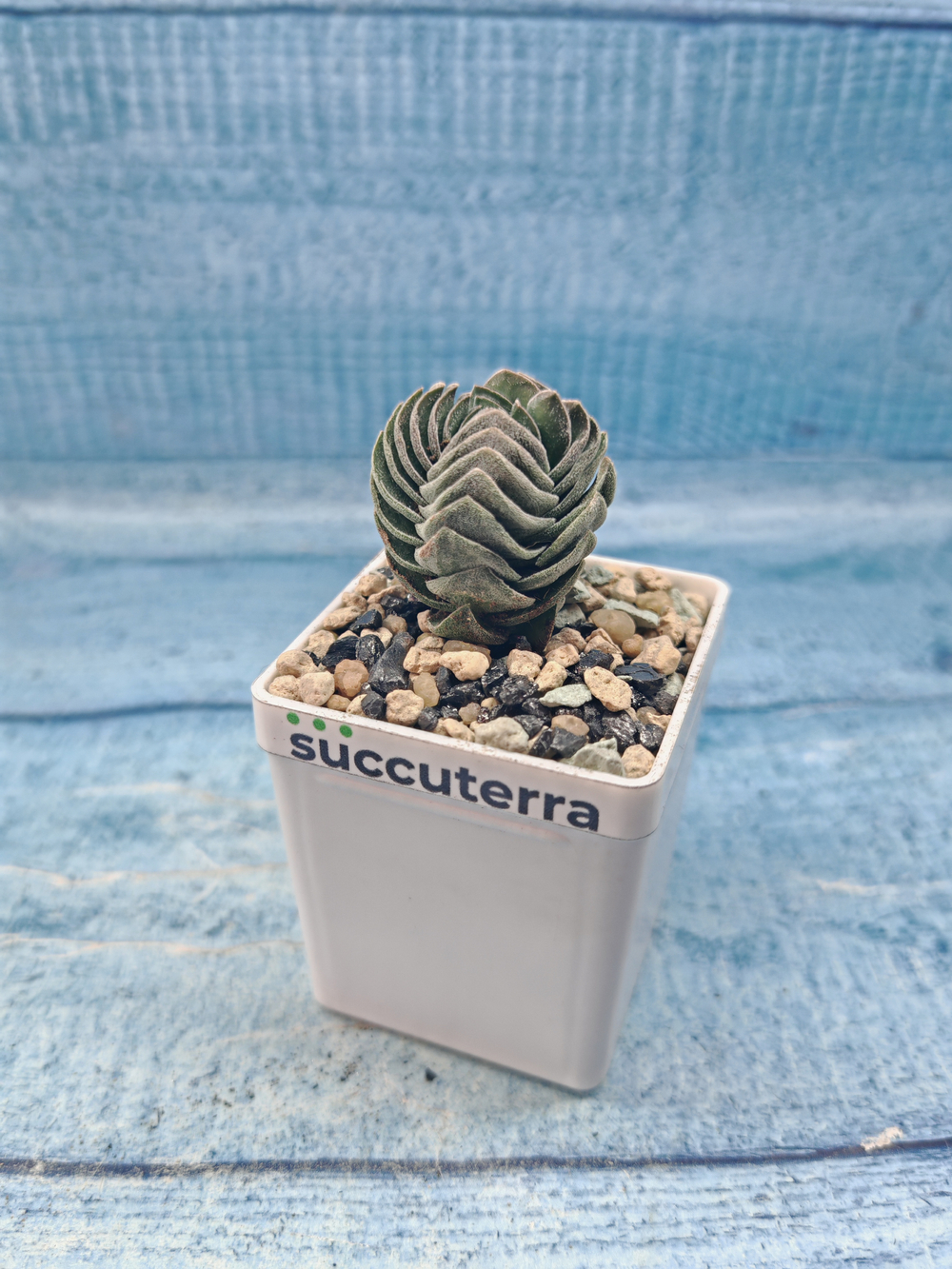 Crassula Buddha Temple (Крассула Храм Будды)