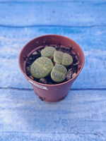 Lithops sp. (Литопсы)