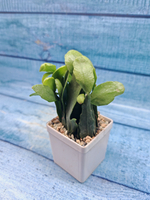 Rhipsalis Rauhiorum (Рипсалис)