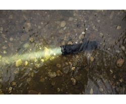 Фонарь Armytek Dobermann F02006C 1150 люмен (холодный свет)