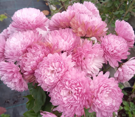 Хризантема корейская Перламутровая