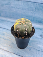 Astrophytum Asterias variagate (Астрофитум)