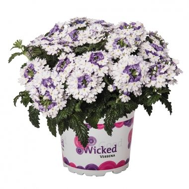 1578 Вербена WICKED PURPLE (ВЕСНА 2025)