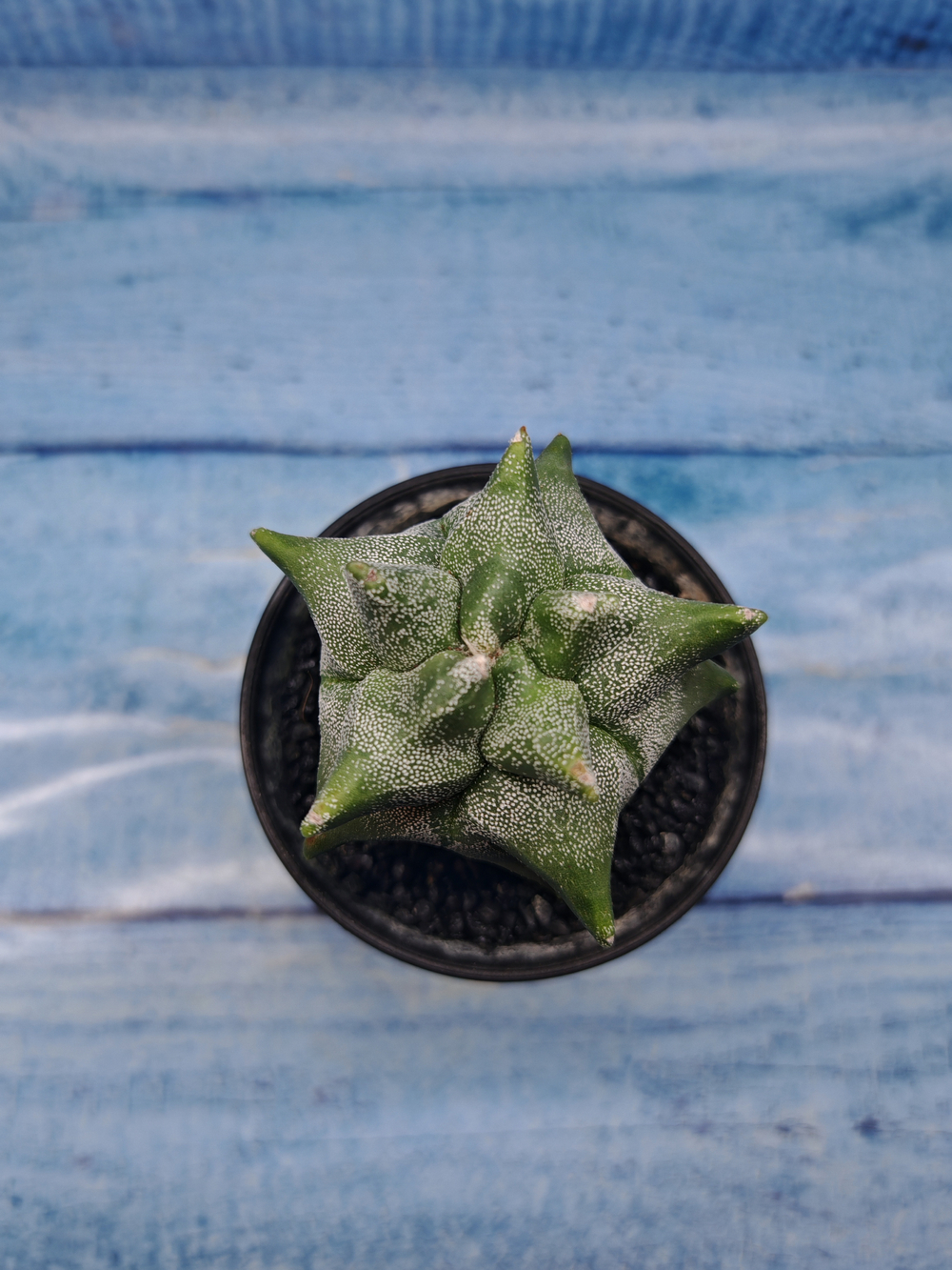 Astrophytum Myriostigma monstrosa (Астрофитум)